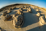 Cracked Eggs, Egg Factory, Bisti Badlands, Wilderness, New Mexico, USA 02