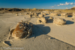 Cracked Eggs, Egg Factory, Bisti Badlands, Wilderness, New Mexico, USA 09