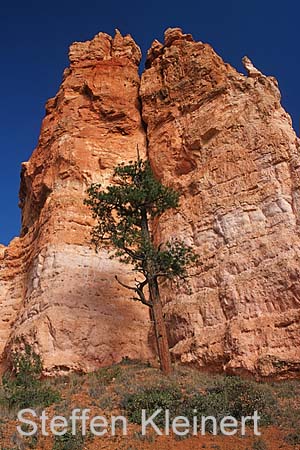 bryce canyon - utah - usa 049