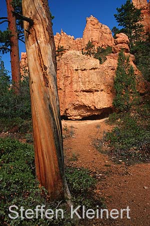 bryce canyon - utah - usa 050