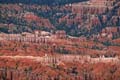 bryce canyon - utah - usa 020