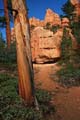 bryce canyon - utah - usa 050