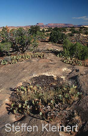 canyonlands np - the needles - utah - national park usa 008