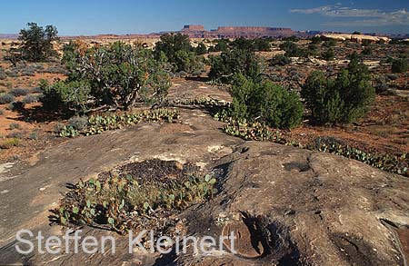 canyonlands np - the needles - utah - national park usa 009