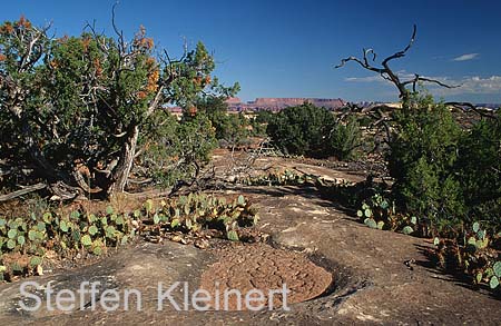 canyonlands np - the needles - utah - national park usa 010