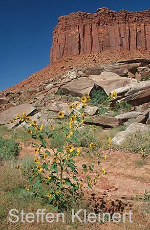 indian creek canyon - utah - national park usa 033