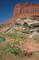 indian creek canyon - utah 033