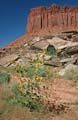 indian creek canyon - utah 033