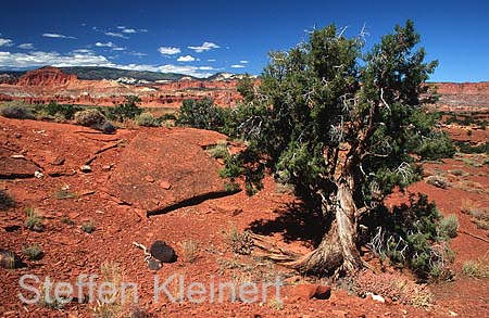 capitol reef np - utah - nationalpark usa 008