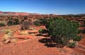 capitol reef np - utah - usa 006