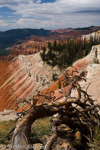 Cedar Breaks National Monument, Utah, USA 07