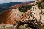 Cedar Breaks National Monument, Utah, USA 08