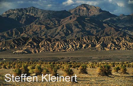 death valley - devils cornfield - national park usa 067