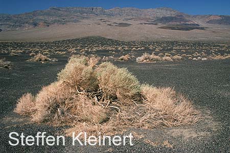 death valley - ubehebe crater - national park usa 058