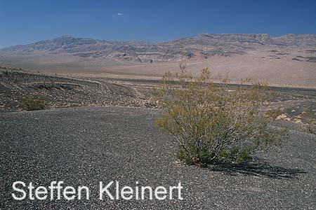 death valley - ubehebe crater 064