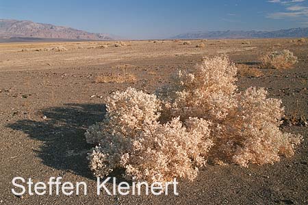 death valley 008