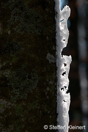 003 Deutschland - Bayern - Winterwald - Lichtspiele