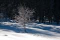 007 Deutschland - Bayern - Schneeimpressionen