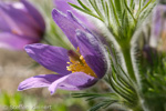 029 Kuhschelle, Pasque Flower, Pulsatilla