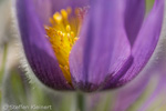 032 Kuhschelle, Pasque Flower, Pulsatilla