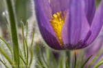 033 Kuhschelle, Pasque Flower, Pulsatilla