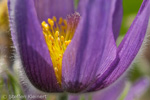 035 Kuhschelle, Pasque Flower, Pulsatilla