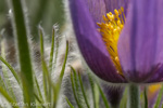 036 Kuhschelle, Pasque Flower, Pulsatilla