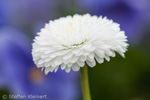 062 Gaensebluemchen, Daisy, Bellis perennis