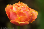 071 Crispa-Tulpe Sensual Touch, Tulipa