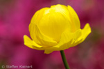 Trollblume, Trollius europaeus