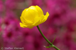 073-04 Trollblume, Trollius europaeus