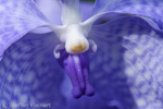 073-06 Blaue Orchidee, Blue Vanda, Vanda coerulea