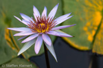 073-09 Blaue Lotusblume, Blue Egyptian Water Lily, Nymphaea caerulea