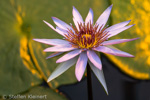 073-10 Blaue Lotusblume, Blue Egyptian Water Lily, Nymphaea caerulea