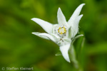 073-11 Alpen-Edelweiss, Edelweiss, Leontopodium nivale