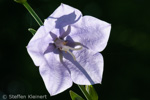 082 Pfirsichblaettrige Glockenblume, Campanula persicifolia