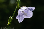 084 Pfirsichblaettrige Glockenblume, Campanula persicifolia