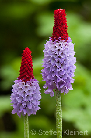 001 Orchideenprimel - Primula viallii