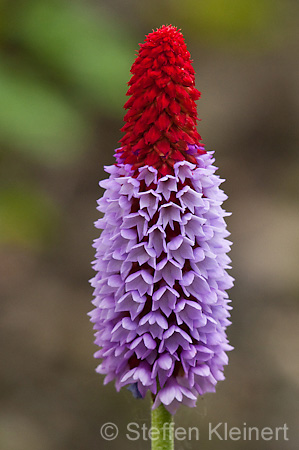 002 Orchideenprimel - Primula viallii