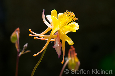 004 Akelei - Columbine - Aquilegia