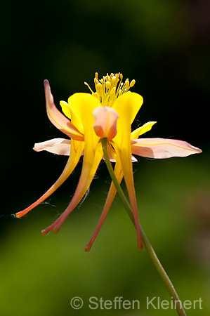 005 Akelei - Columbine -  Aquilegia