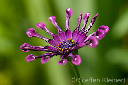 007 Kapmargerite - Cape marguerite - Osteospermum ecklonis