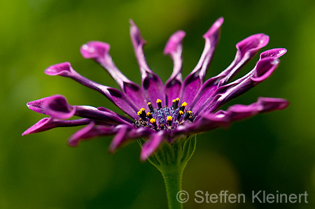 008 Kapmargerite - Cape marguerite - Osteospermum ecklonis