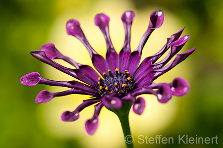 009 Kapmargerite - Cape marguerite - Osteospermum ecklonis