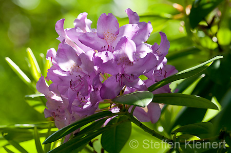 014 Rhododendron