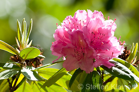 015 Rhododendron