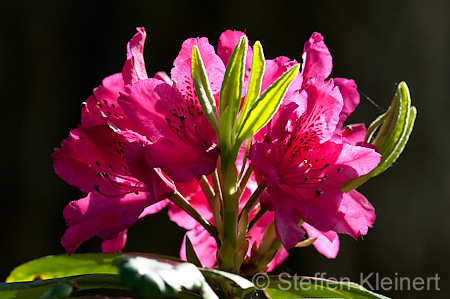 016 Rhododendron