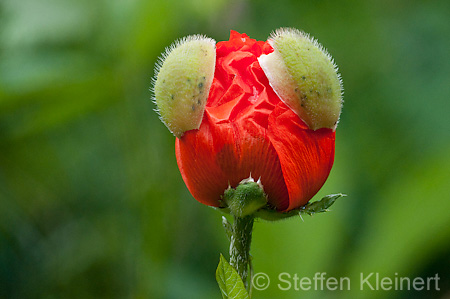 017 Mohn