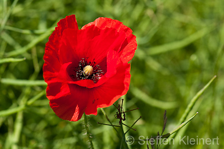 018 Klatschmohn - Field Poppy - Red Poppy - Papaver rhoeas
