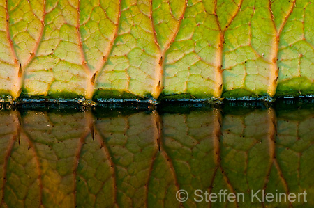 022 Riesenseerose - Victoria - Victoria amazonica - Water Lily